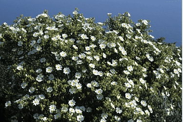 Des images de diff�rentes plantes